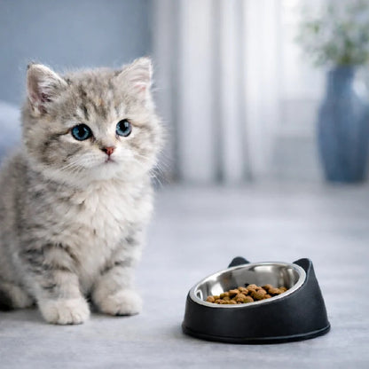 Gamelle chaton inclinée - Gattino : lifestyle chaton gris - AstuceChat