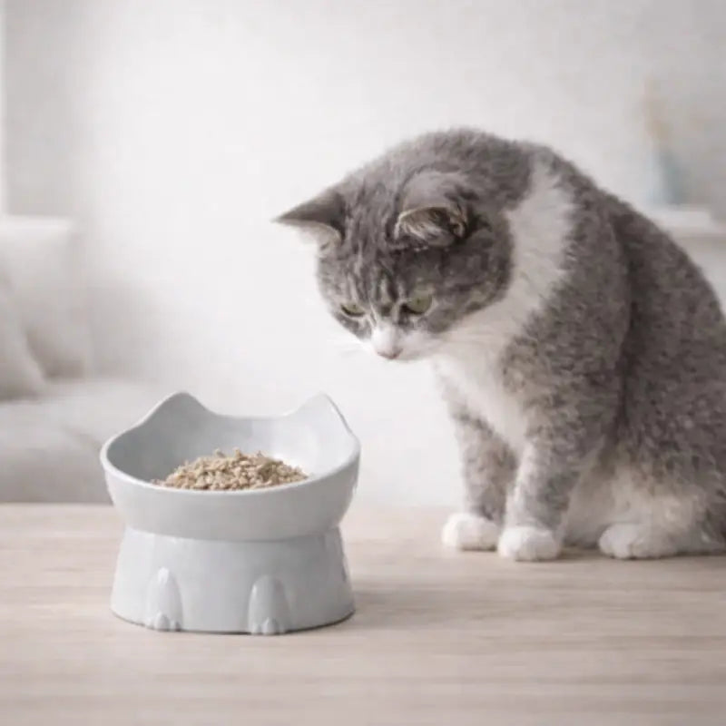 Gamelle design pour chat - Gaféli : lifestyle chat gris - AstuceChat