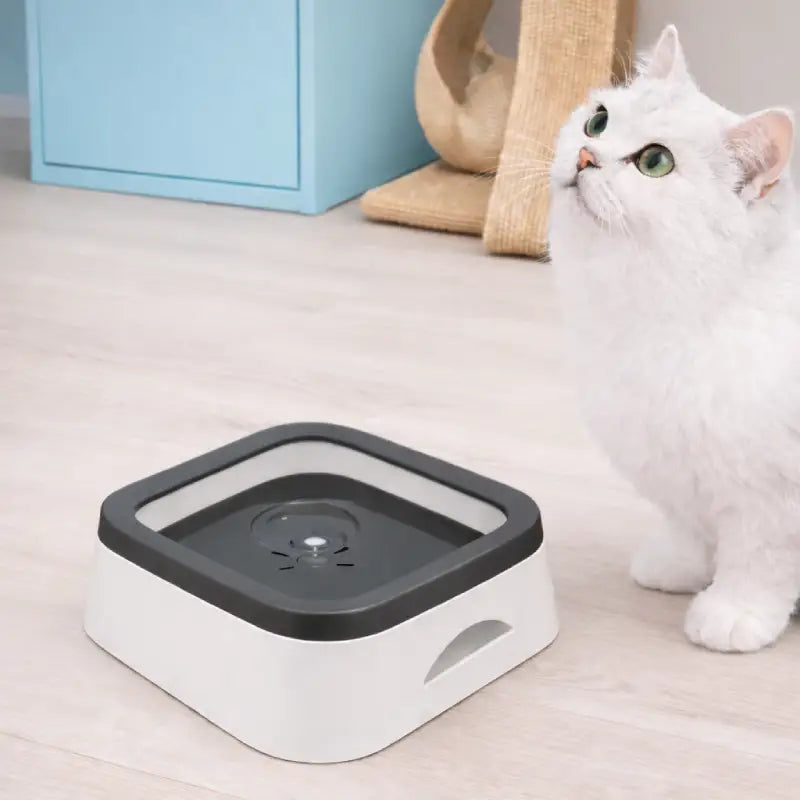 Gamelle eau chat - Gao : mise en situation en coloris Graphite Ivoire avec chat blanc - AstuceChat
