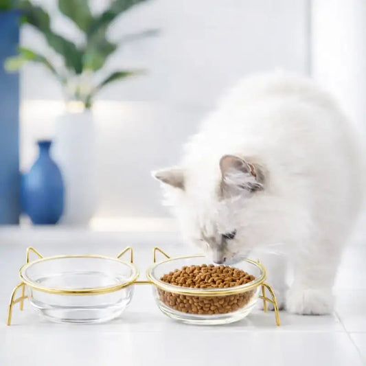 Gamelle en verre pour chat - Gadéko : lifestyle chat blanc - AstuceChat