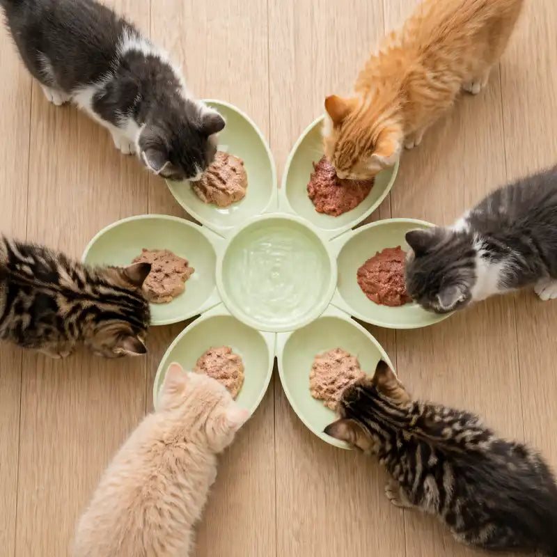 Gamelle fleur pour plusieurs chatons - Gaflora : modèle Vert Tilleul - AstuceChat