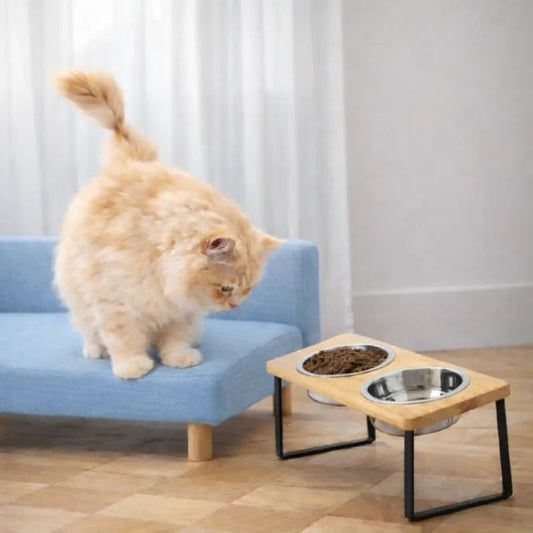Gamelle inclinée pour chat - Garéon : lifestyle chat roux - AstuceChat