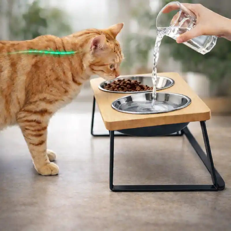 Gamelle inclinée pour chat - Garéon : vue utilisation chat roux - AstuceChat