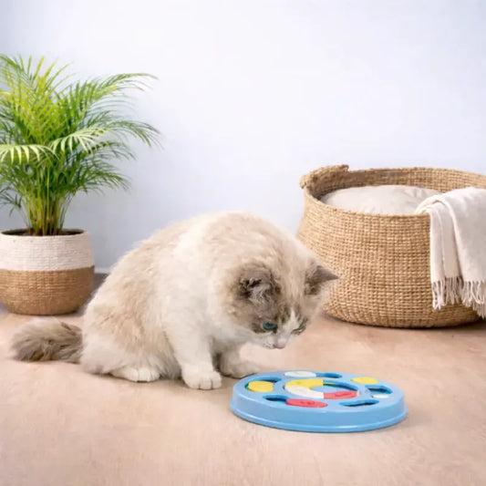 Gamelle labyrinthe chat - Galaby : chat ragdoll avec plateau ludique au sol - AstuceChat
