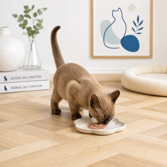 Gamelle pour chaton fait main - Gamain : chaton devant la gamelle fleur - AstuceChat