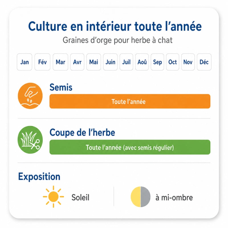 Graine herbe a chat - Axsemis : culture interieur toute l annee - AstuceChat