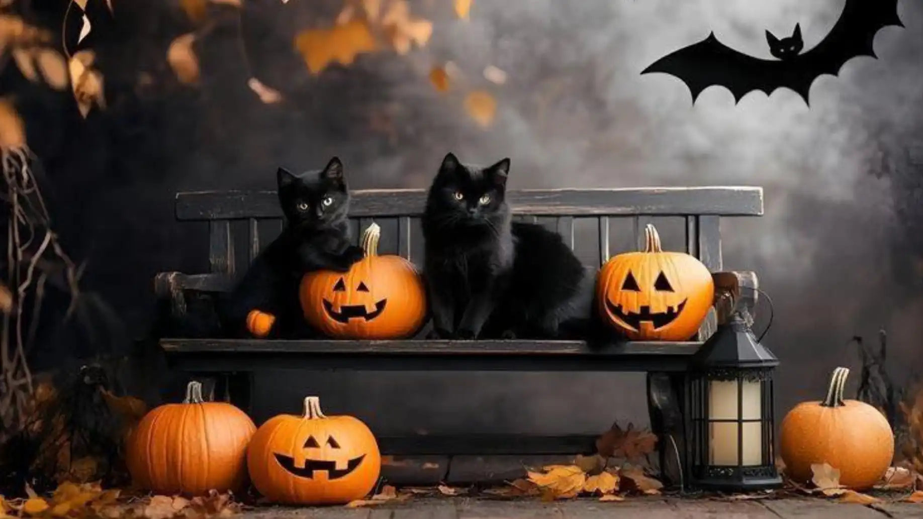 Halloween astucechat chats noirs