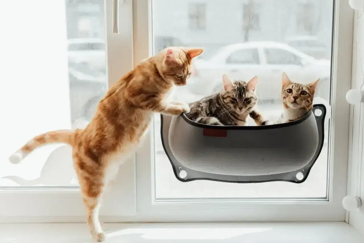 Trois chats profitent de la lumière naturelle près d’une fenêtre. Deux d’entre eux sont installés confortablement dans un hamac suspendu, tandis qu’un troisième explore curieusement les environs. Cet espace lumineux, idéal pour les moments de détente, est parfait pour illustrer les produits et idées de bien-être pour chats, comme ceux recommandés par AstuceChat.