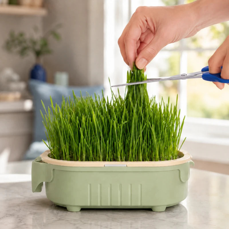 Herbe a chat - Axpousse : coupe entretien - AstuceChat
