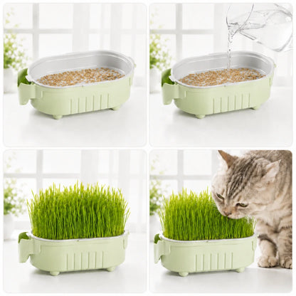 Herbe a chat - Axpousse : étapes culture - AstuceChat