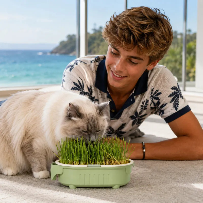 Herbe a chat - Axpousse : lifestyle chat intérieur - AstuceChat