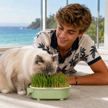 Herbe a chat - Axpousse : lifestyle chat intérieur - AstuceChat