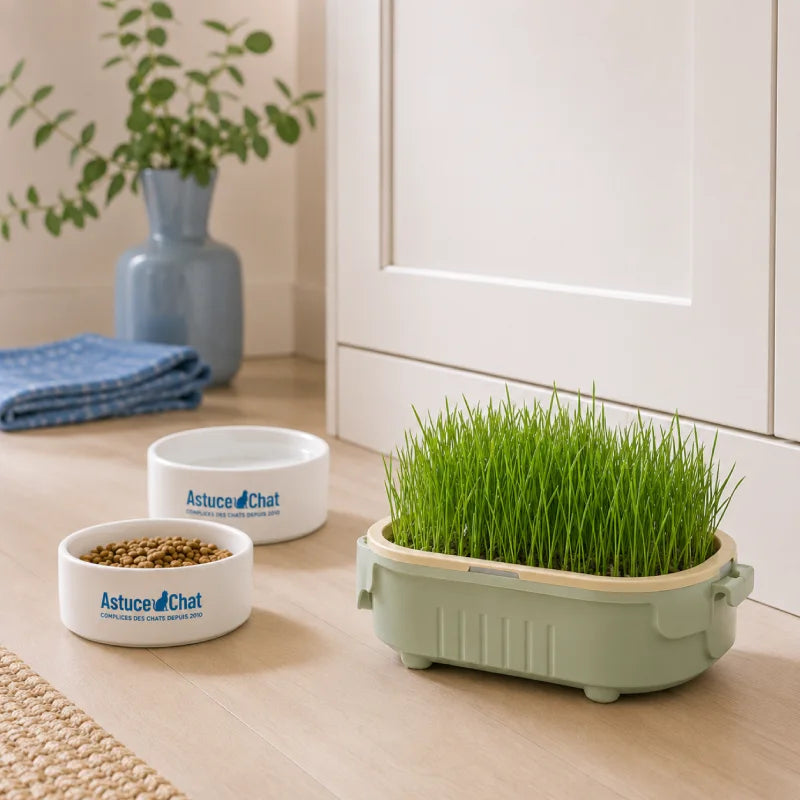 Herbe a chat - Axpousse : lifestyle gamelles - AstuceChat