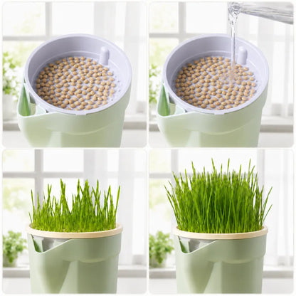 Herbe a chat en pot - Axpot : étapes de culture - AstuceChat