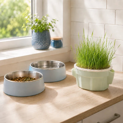 Herbe a chat en pot - Axpot : lifestyle cuisine avec gamelles - AstuceChat