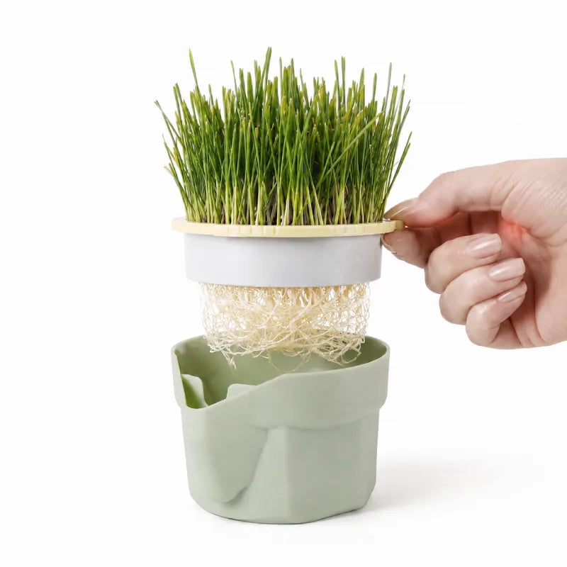 Herbe a chat en pot - Axpot : racines et plateau amovible - AstuceChat