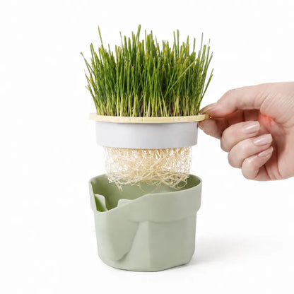 Herbe a chat en pot - Axpot : racines et plateau amovible - AstuceChat