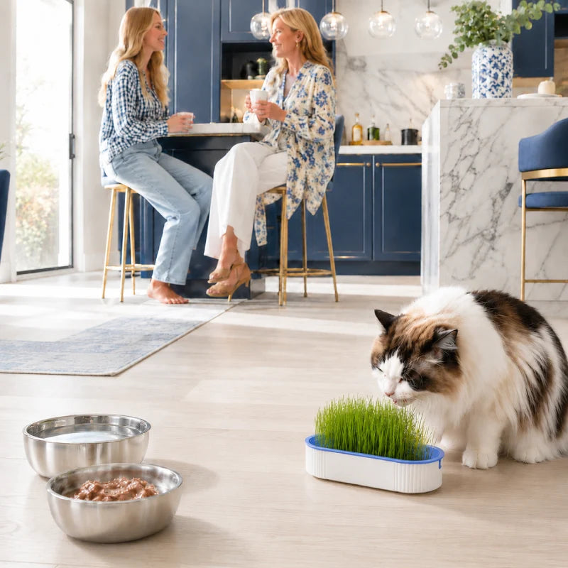 Jardinière herbe à chat, Axjardin bleu céleste : lifestyle chat en cuisine - AstuceChat