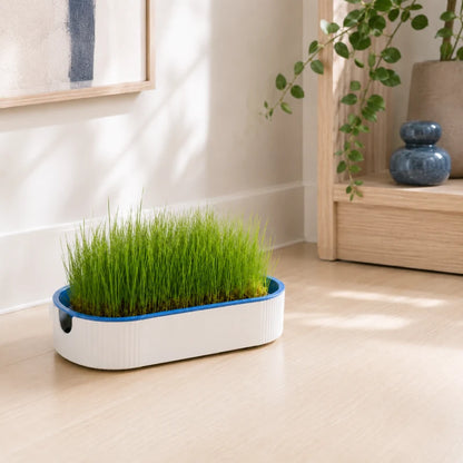 Jardinière herbe à chat, Axjardin bleu céleste : vignette catégorie avec herbe naturelle - AstuceChat