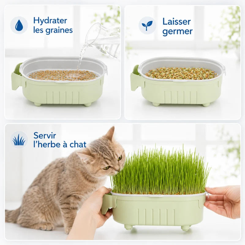 Jardinière herbe à chat, Axjardin : étapes semis, germination et service - AstuceChat