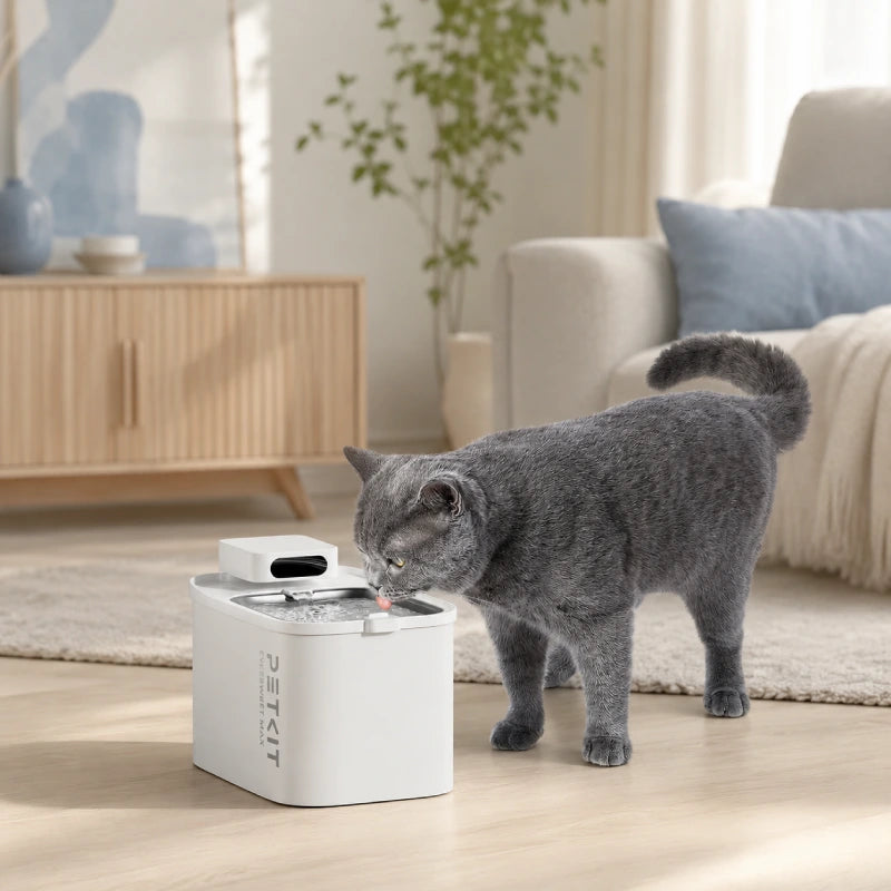 Petkit fontaine à eau - Eversweet Max : avec chat British Shorthair gris dans un intérieur moderne et minimaliste - AstuceChat