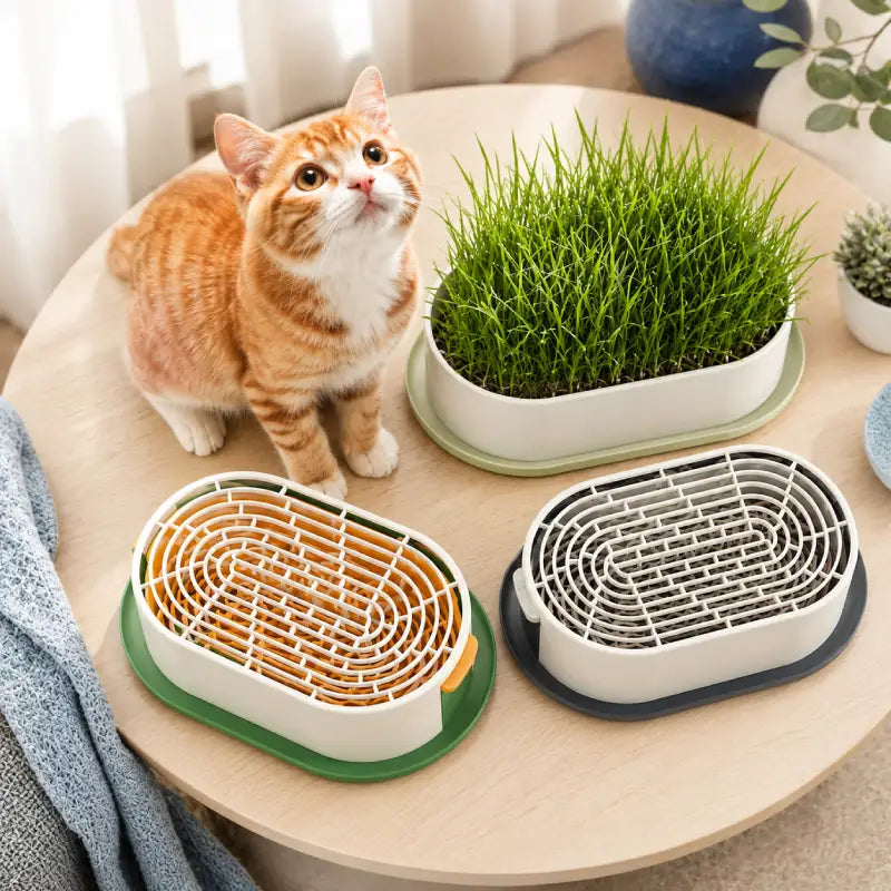 Plateau de germination - herbe à chat Axracine : variantes avec chat sur table ronde - AstuceChat