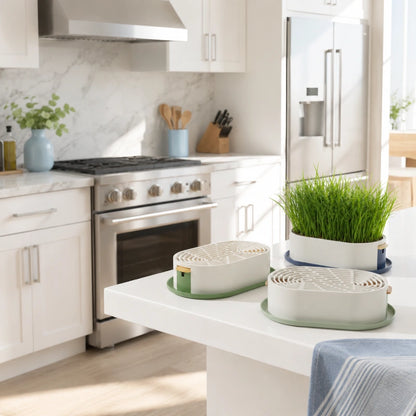 Plateau de germination - herbe à chat Axracine : variantes sur plan de travail cuisine - AstuceChat